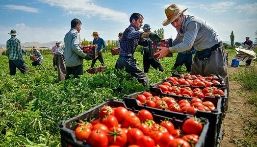 Tomato Producing