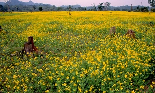 Largest Oilseed Producing States