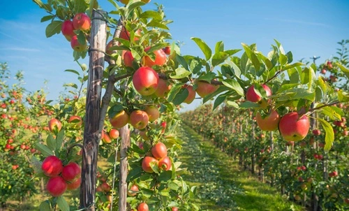 Apple Producing