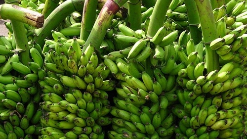 Banana Producing