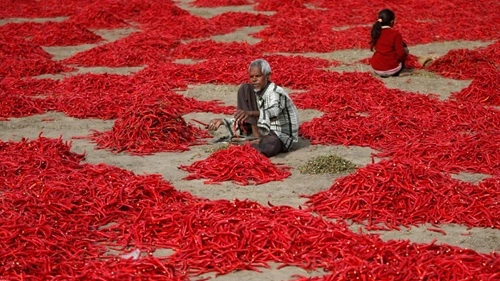 Chilli Producing