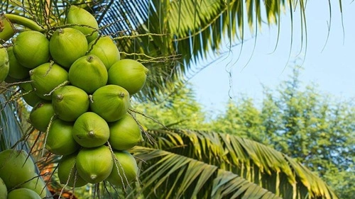 Coconut Producing