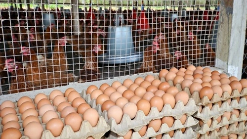  Egg Producing