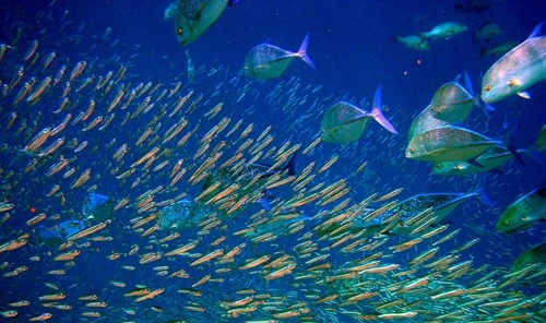 Fish Producing