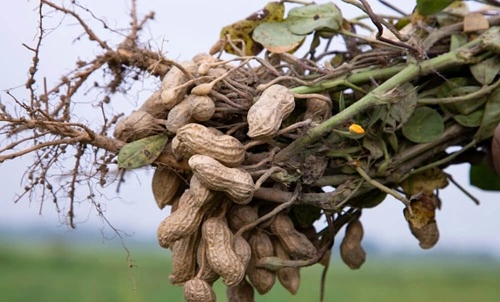 Groundnut Producing