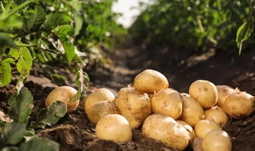 Potato Producing 