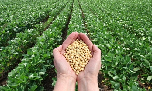 Soybean Producing