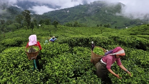 Tea Producing
