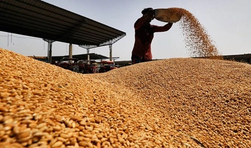 Wheat Producing 