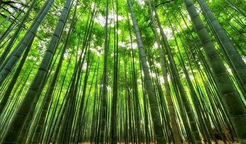 Bamboo Producing