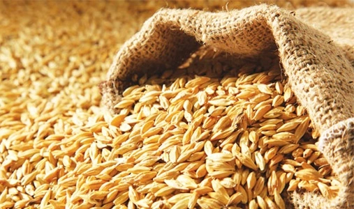 Barley Producing