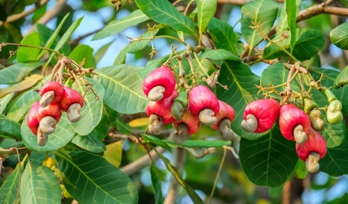 Cashew Producing