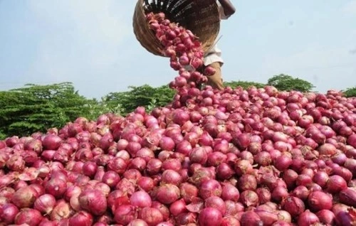 Onion Producing