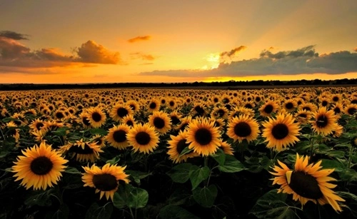 Sunflower Producing