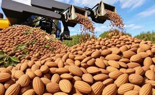 Almond Producing