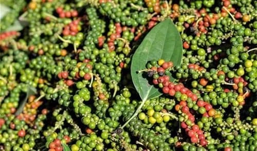 Black Pepper Producing