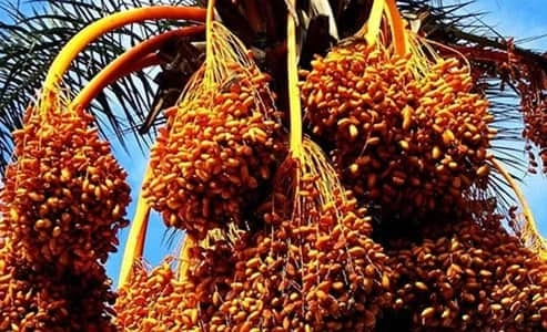 Dates Production