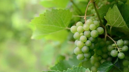 Grapes Producing