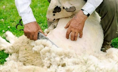 Wool Producing