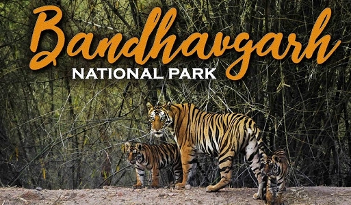 Bandhavgarh National Park, Madhya Pradesh