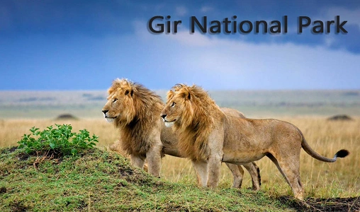 Gir National Park, Gujarat