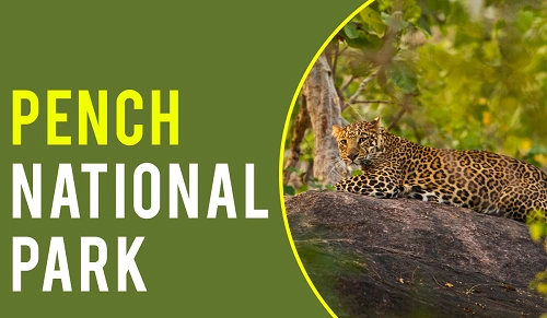 Pench National Park, Madhya Pradesh & Maharashtra
